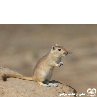 گونه جربیل بزرگ Great Gerbil